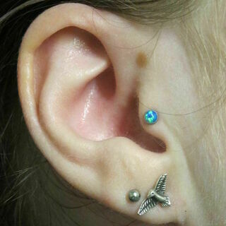 16 gauge tragus
