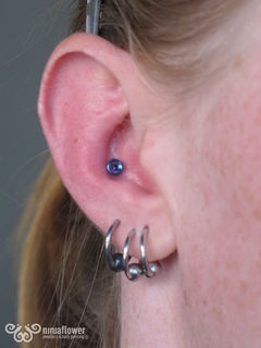 12 gauge conch