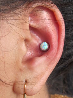 12 gauge conch