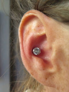 12 gauge conch