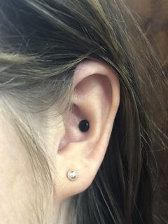 12 gauge conch