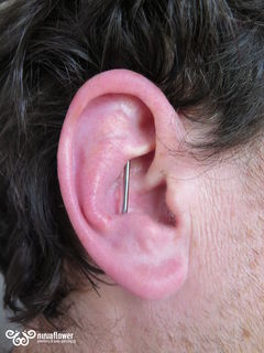 12 gauge conch to conch